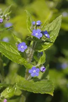 Boraginaceae Prints: Green Alkanet (Pentaglottis sempervirens) flowering, Brittany, France, may