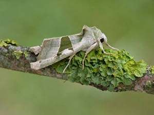 Green Angle Shades (Phlogophora scita) adult male, resting on lichen covered twig, Cannobina Valley, Piedmont