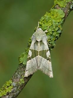 Green Angle Shades (Phlogophora scita) adult male, resting on lichen covered twig, Cannobina Valley, Piedmont