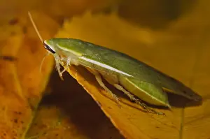 Green Banana Cockroach (Panchlora nivea) introduced species, stowaway within shipment of produce, most likely bananas