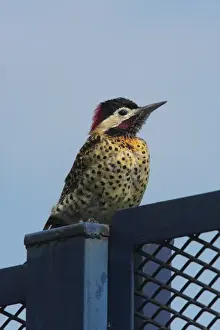 Wood Pecker Prints: Green-barred Woodpecker (Colaptes melanochloros) adult