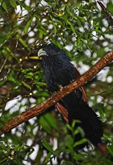 Coucals Prints: Green-billed Coucal (Centropus chlororhynchus) adult