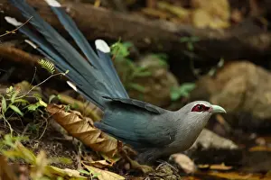 Kaeng Krachan Prints: Green-billed Malkoha (Phaenicophaeus tristis longicaudatus) adult