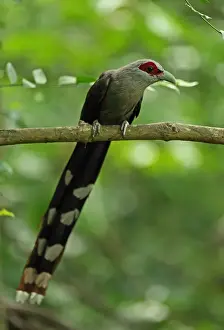 Green-billed Malkoha (Phaenicophaeus tristis longicaudatus) adult, perched on branch, near Kaeng Krachan, Thailand, May