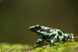 Frog Prints: Green and Black Poison Dart Frog (Dendrobates auratus) adult