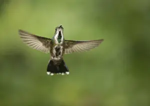 Green-breasted Mango (Anthracothorax prevostii) adult female, in flight, Costa Rica, March