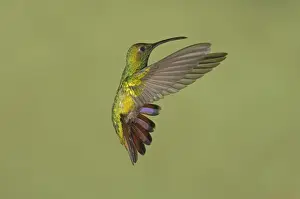 Green-breasted Mango (Anthracothorax prevostii) adult male, banking in flight, Costa Rica