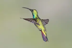 Green-breasted Mango (Anthracothorax prevostii) adult male, in flight, Costa Rica, April