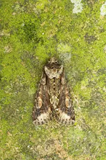 Green-brindled Crescent (Allophyes oxyacanthae) adult, Essex, England