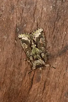 Green-brindled Crescent (Allophyes oxyacanthae) adult, resting on bark, Oxfordshire, England, September