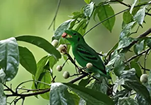Lesser Prints: Green Broadbill (Calyptomena viridis caudacuta) adult male