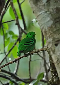 Green Broadbill (Calyptomena viridis caudacuta) adult male, perched on twig, Taman Negara N. P