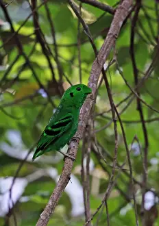 Lesser Prints: Green Broadbill (Calyptomena viridis viridis) adult male, perched on twig, Way Kambas N. P