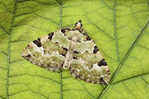 Geometrid Prints: Green Carpet (Colostygia pectinataria) adult, resting on leaf, Powys, Wales, july