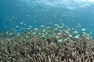 Hard Prints: Green Chromis Damselfish (Chromis viridis) school