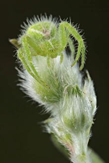 Hairy Prints: Green Crab Spider (Heriaeus hirtus) adult, camouflaged on hairy plant, Italy