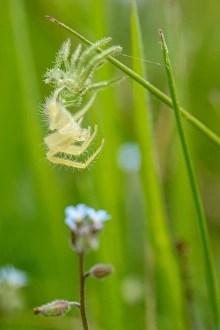 Spider Prints: Green Crab Spider (Heriaeus hirtus) young