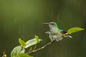 Shower Prints: Green-crowned Brilliant (Heliodoxa jacula) adult female