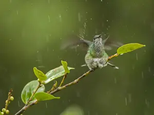 Green-crowned Brilliant (Heliodoxa jacula) adult female, bathing in rain shower, perched on twig, Costa Rica, March
