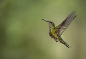 Green-crowned Brilliant (Heliodoxa jacula) adult female, in flight, Costa Rica, March