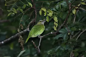 Kaeng Krachan Prints: Green-eared Barbet (Megalaima faiostricta faiostricta) adult