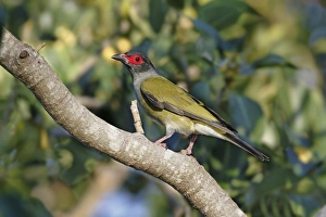 Cairns Prints: Green Figbird (Sphecotheres viridis) adult male