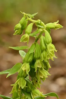 Oxfordshire Prints: Green-flowered Helleborine (Epipactis phyllanthes) close-up of flowerspike
