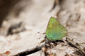 Fallen Prints: Green Hairstreak (Callophrys rubi) adult