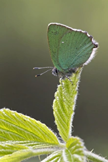 Warwickshire Prints: Green Hairstreak (Callophrys rubi) adult, resting on leaf, Warwickshire, England, May