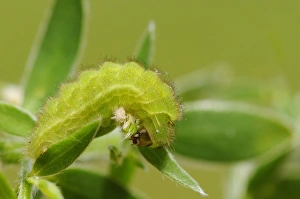 Foodplants Prints: Green Hairstreak (Callophrys rubi) larva