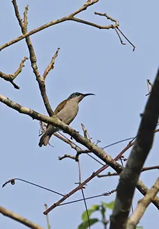 Sunbird Prints: Green-headed Sunbird (Cyanomitra verticalis verticalis) adult female