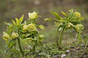 Pyrenean Prints: Green Hellebore (Helleborus viridis) flowering, French Pyrenees, France, May