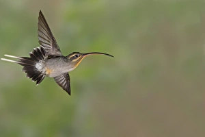 Costa Rican Prints: Green Hermit (Phaethornis guy) adult female, in flight, Costa Rica