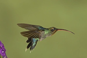 Green Hermit (Phaethornis guy) adult male, in flight, leaving flower, Costa Rica