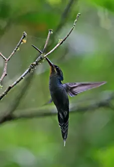Webs Prints: Green Hermit (Phaethornis guy coruscus) adult male