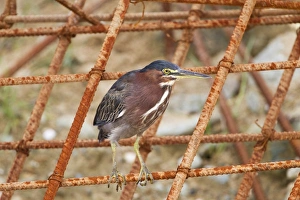 Iron Prints: Green Heron (Butorides virescens) adult