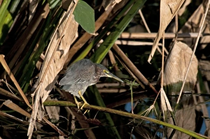 Florida Prints: Green Heron (Butorides virescens) adult