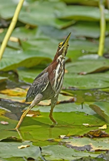 Pads Prints: Green Heron (Butorides virescens virescens) adult
