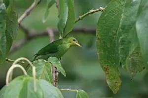 Green Honeycreeper (Chlorophanes spiza) adult female, perched on twig amongst leaves, Trinidad, Trinidad and Tobago