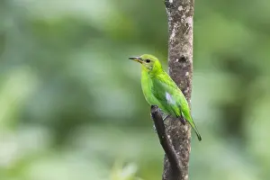 Trinidad And Tobago Prints: Green Honeycreeper (Chlorophanes spiza) adult female