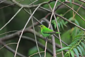 Trinidad Prints: Green Honeycreeper (Chlorophanes spiza) adult female