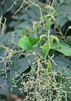 Central America Prints: Green Honeycreeper (Chlorophanes spiza argutus) adult female