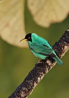 Green Honeycreeper (Chlorophanes spiza argutus) adult male, perched on branch, Canopy Tower, Panama, November