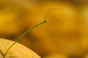 Green Hydra (Chlorohydra viridissima) adult, in process of asexual reproduction with new bud just forming