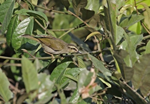 Rainforest Prints: Green Hylia (Hylia prasina prasina) adult, perched on vine, Kakum N. P. Ghana, February