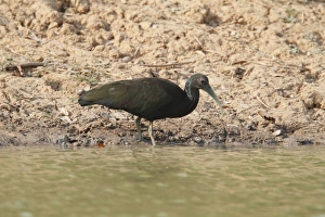 Ibises Prints: Green Ibis (Mesembrinibis cayennensis) adult