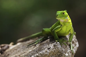 Green Iguana (Iguana iguana) adult, resting on rock, Dominica, Lesser Antilles, June