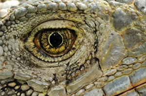 Details Prints: Green Iguana (Iguana iguana) adult, close-up of eye, Parque Bolivar, Guayaquil, Ecuador