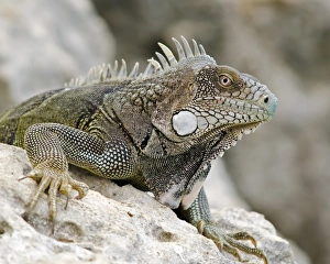 Iguanas Prints: Green Iguana (Iguana iguana) adult