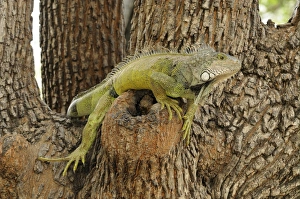 Iguanas Prints: Green Iguana (Iguana iguana) adult, resting in tree, Parque Bolivar, Guayaquil, Ecuador
